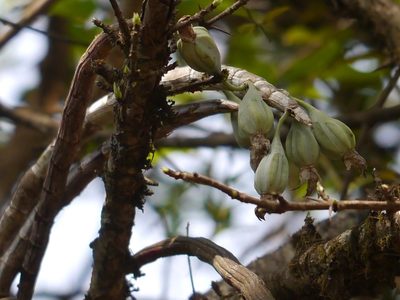 Dendrobium aqueum, photographed by Dinesh Valke