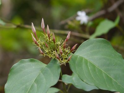 Jasminum malabaricum, photographed by Dinesh Valke