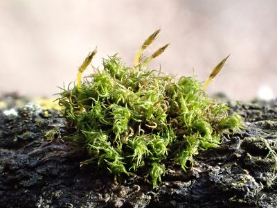 Ulota bruchii, photographed by Jean-Paul Boerekamps
