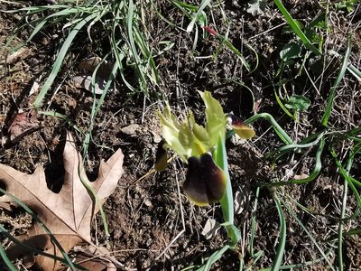 Iris tuberosa, photographed by Chris Taklis