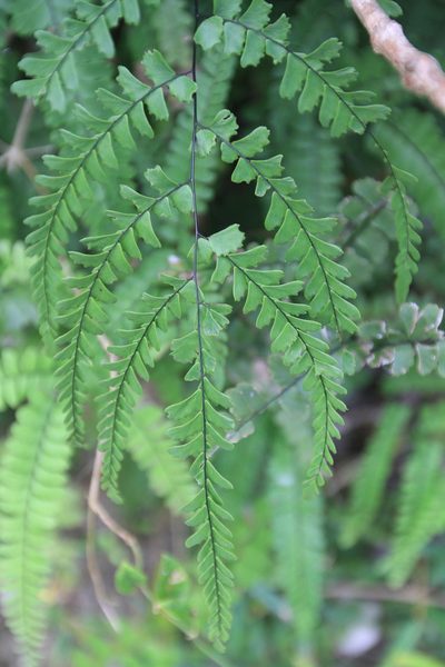Adiantum melanoleucum, photographed by Brian Oakes Haiti Hunter