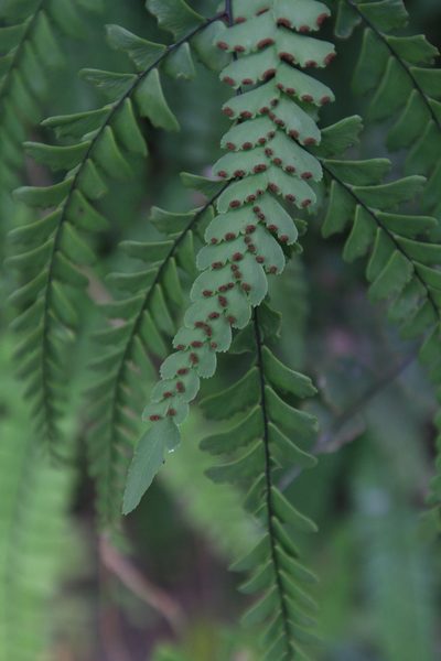 Adiantum melanoleucum, photographed by Brian Oakes Haiti Hunter