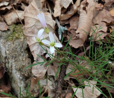 Cardamine dissecta, photographed by Curtis Burke
