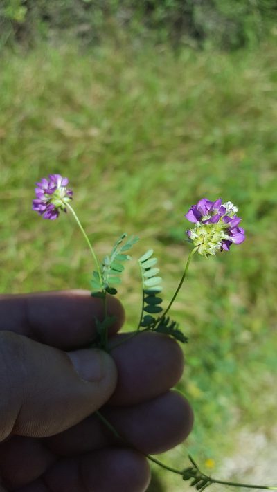 Dalea foliolosa, photographed by Eugenio Padilla