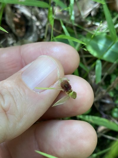 Chiloglottis diphylla, photographed by Greg Tasney