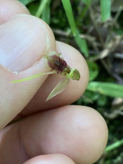 Chiloglottis diphylla, photographed by Greg Tasney