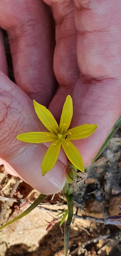 Gagea granatellii, photographed by Mehdi Chetibi