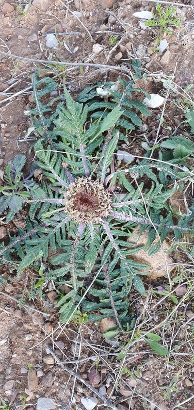 Leuzea acaulis, photographed by Mehdi Chetibi