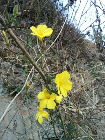 Reinwardtia indica, photographed by Ramnarayan K