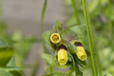 Cerinthe major, photographed by Eleftherios Katsillis