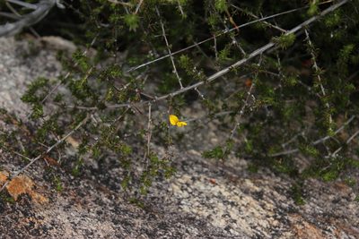 Aspalathus rubens, photographed by Tony Rebelo