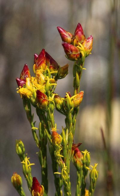 Leucadendron olens, photographed by Tony Rebelo