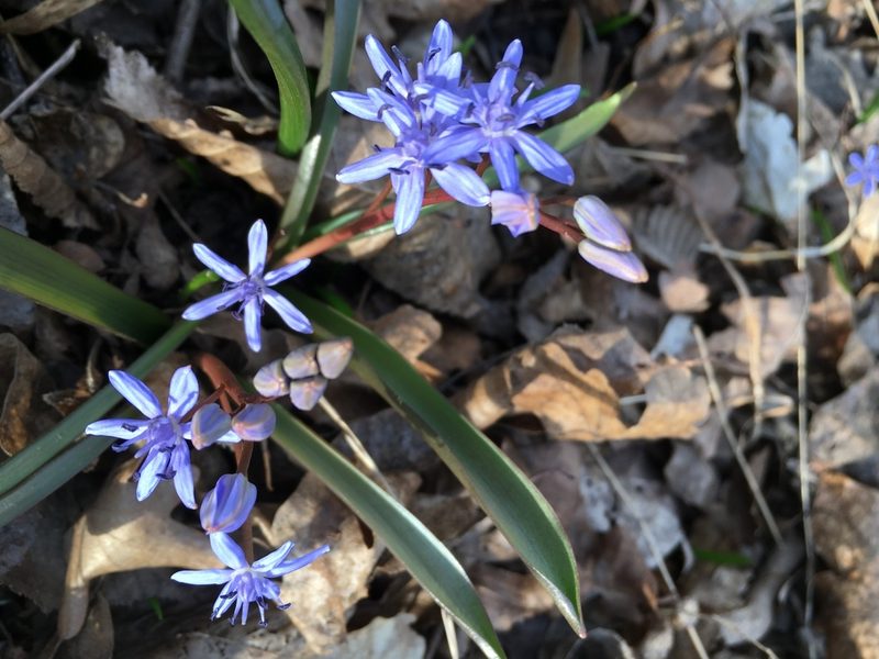 Scilla vindobonensis, photographed by seakmus
