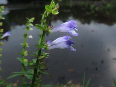 Scutellaria barbata, photographed by chiuluan