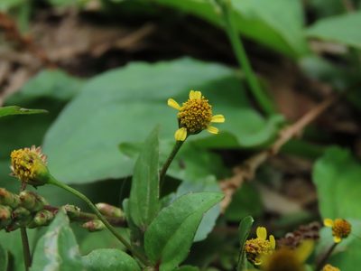 Acmella uliginosa, photographed by chiuluan