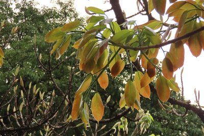 Ficus caulocarpa, photographed by chiuluan