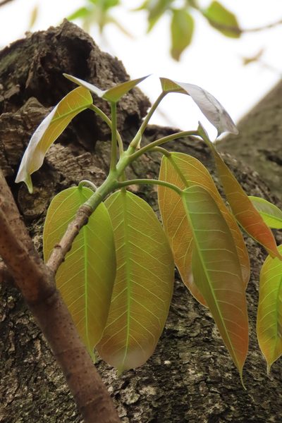 Ficus caulocarpa, photographed by chiuluan