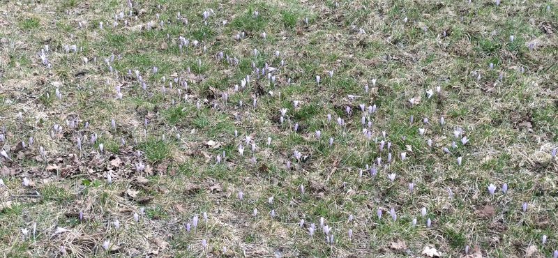 Crocus neglectus, photographed by Andrea Mologni