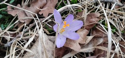 Crocus neglectus, photographed by Andrea Mologni