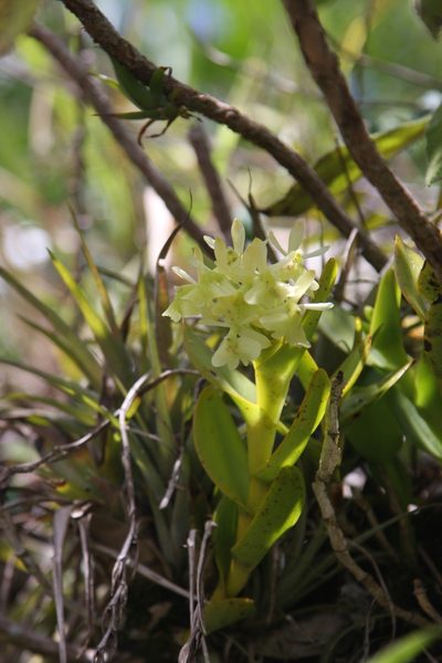 Epidendrum difforme, photographed by Brian Oakes Haiti Hunter