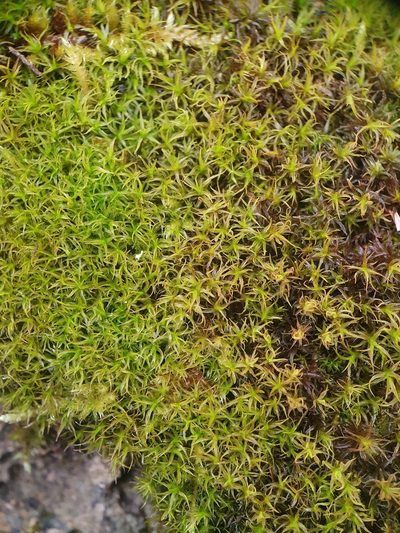 Husnotiella sinuosa, photographed by Jonathan Hughes