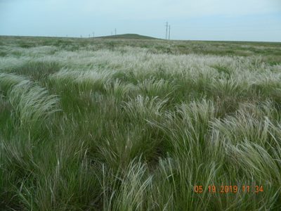 Stipa ucrainica, photographed by Galyna Mykytynets