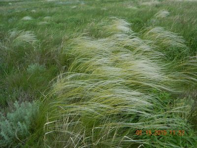 Stipa ucrainica, photographed by Galyna Mykytynets