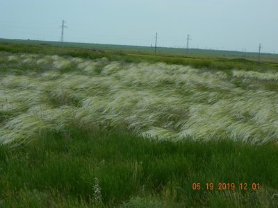 Stipa ucrainica, photographed by Galyna Mykytynets