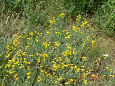 Tanacetum millefolium, photographed by Galyna Mykytynets