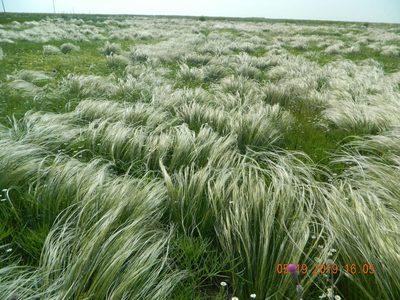 Stipa ucrainica, photographed by Galyna Mykytynets