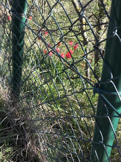 Tulipa agenensis, photographed by Alessandra Lugaresi