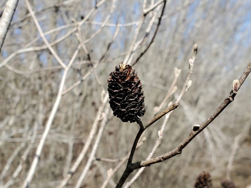 Alnus maritima, photographed by Tom Field