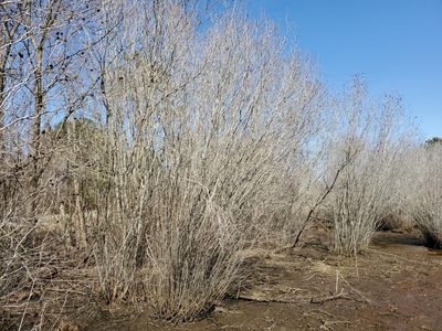 Alnus maritima, photographed by Tom Field