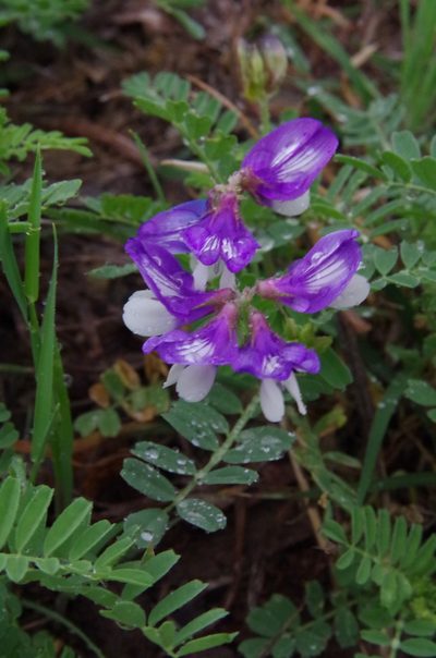 Astragalus lindheimeri, photographed by Eric Knight