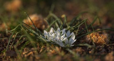 Ornithogalum refractum, photographed by Sergey Cherkasov