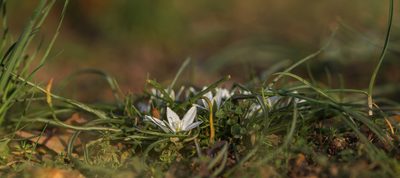 Ornithogalum refractum, photographed by Sergey Cherkasov