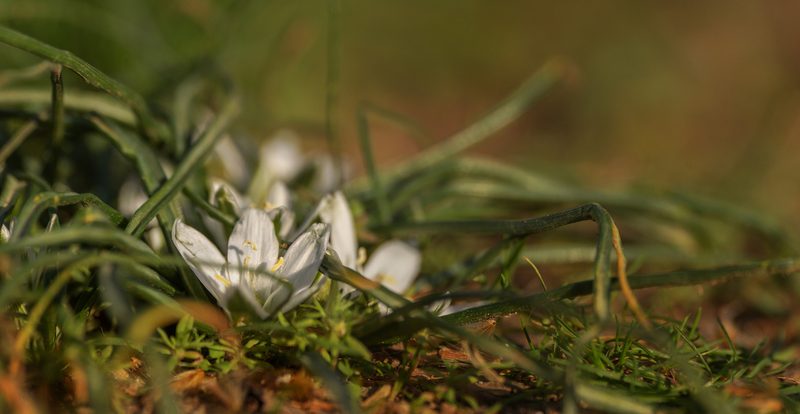 Ornithogalum refractum, photographed by Sergey Cherkasov