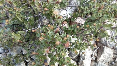 Brickellia veronicaefolia, photographed by Leticia Jiménez Hernández