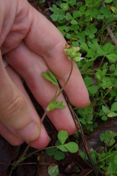 Trifolium bejariense, photographed by Eric Knight