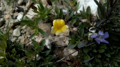 Mecardonia vandellioides, photographed by Leticia Jiménez Hernández