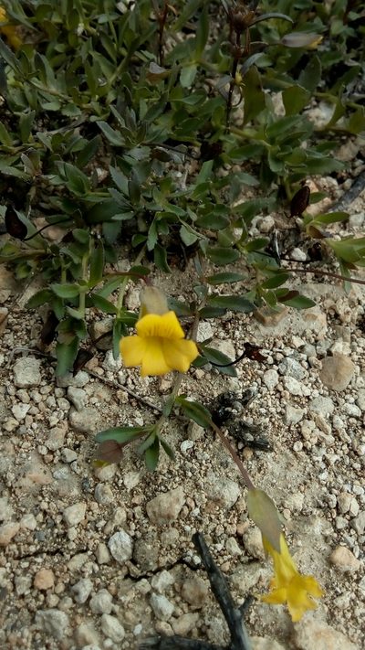 Mecardonia vandellioides, photographed by Leticia Jiménez Hernández