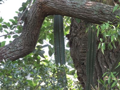 Cereus hildmannianus, photographed by Ezequiel Vera