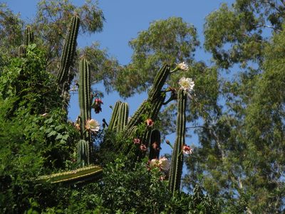Cereus hildmannianus, photographed by Ezequiel Vera