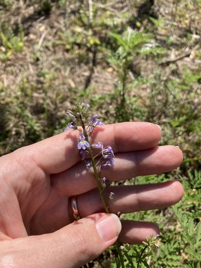 Lobelia homophylla, photographed by Peter Quakenbush