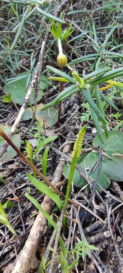 Ophioglossum lusitanicum, photographed by Santiago Martín-Bravo