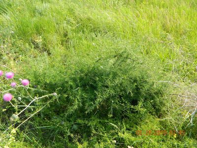 Asparagus verticillatus, photographed by Galyna Mykytynets
