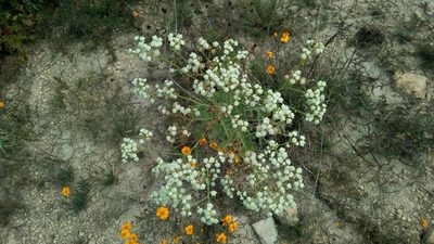 Parthenium confertum, photographed by Leticia Jiménez Hernández