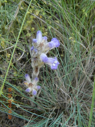 Orobanche caesia, photographed by Galyna Mykytynets