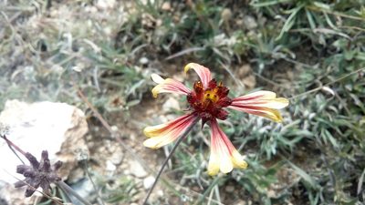 Gaillardia mexicana, photographed by Leticia Jiménez Hernández