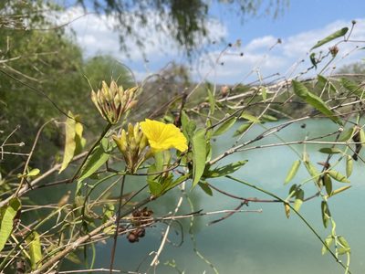 Camonea umbellata, photographed by Claudio Cantú Muñiz